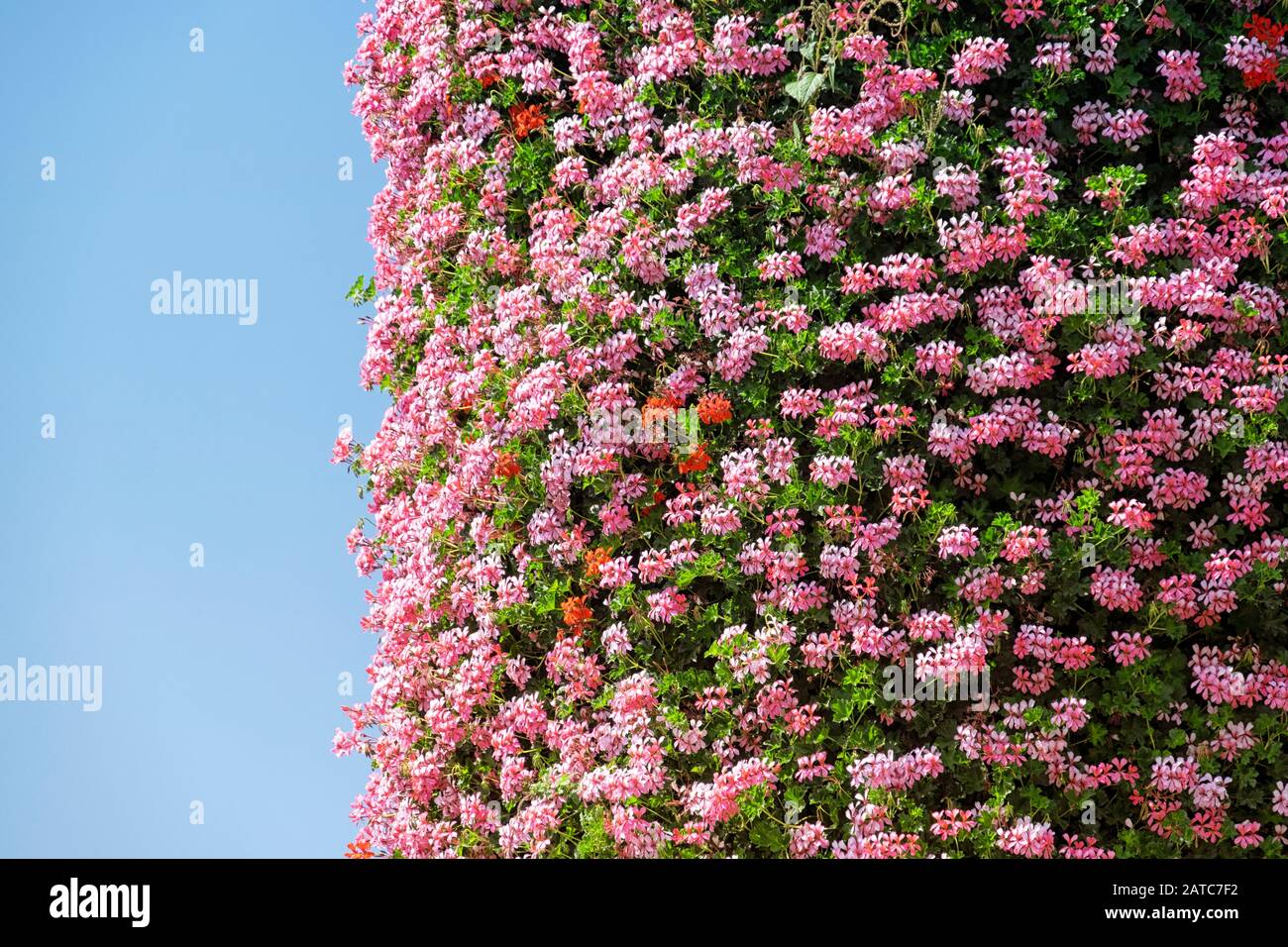 Blossoming beautiful flowers on a flat surface Stock Photo