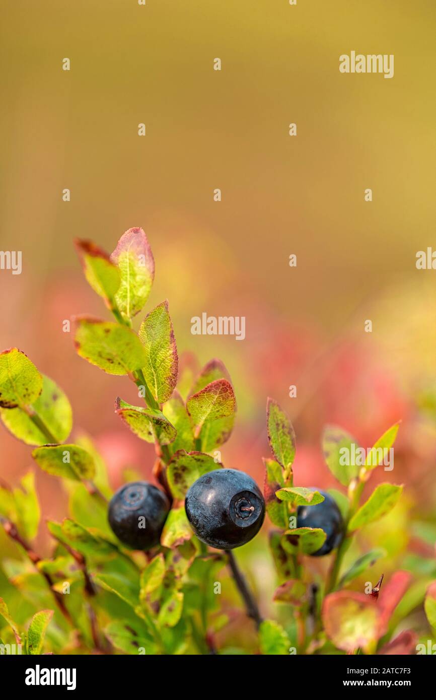 Close-up of ripe wild blueberries Stock Photo