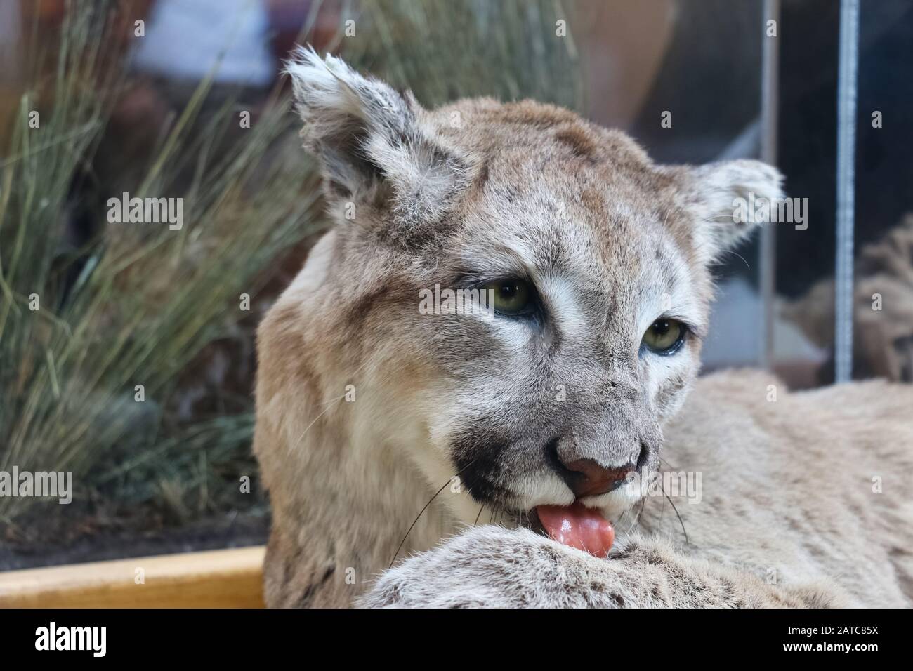 Tame cougar hi-res stock photography and images - Alamy