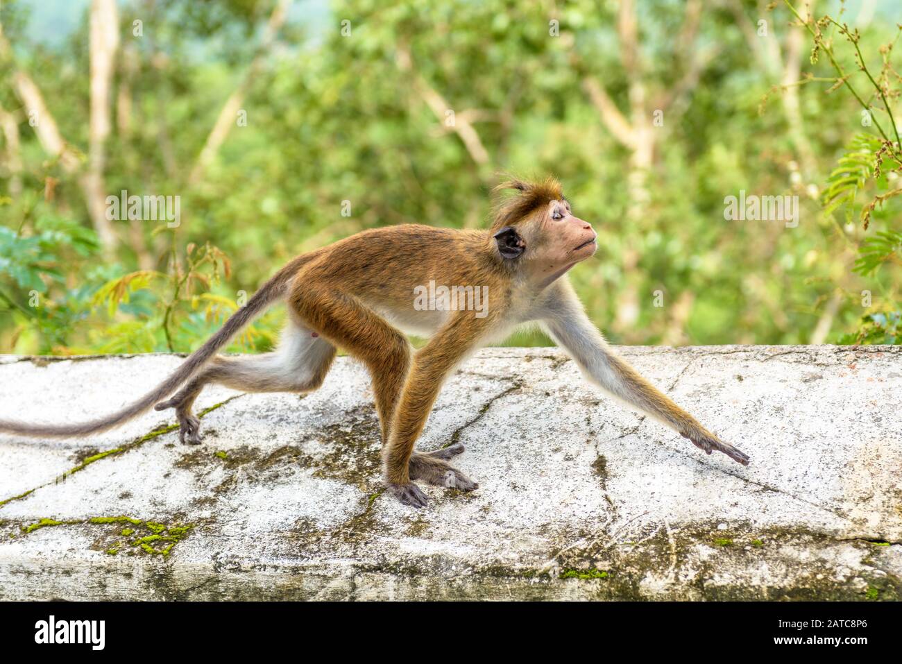 The monkey runs along the wall of the ancient Buddhist rock temple in Mulkirigala, Sri Lanka. Stock Photo