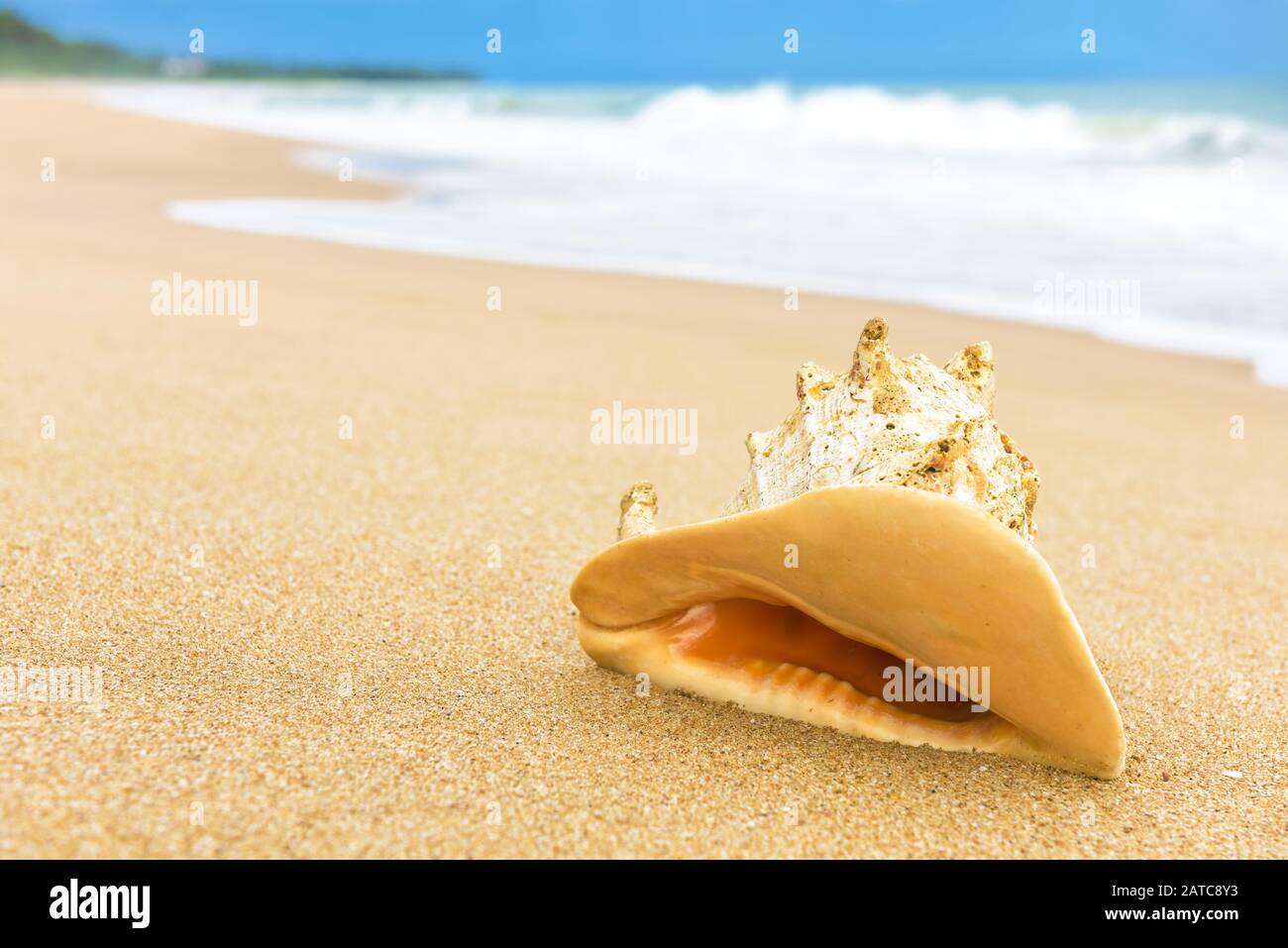 Beautiful big shell on the tropical beach with surf Stock Photo