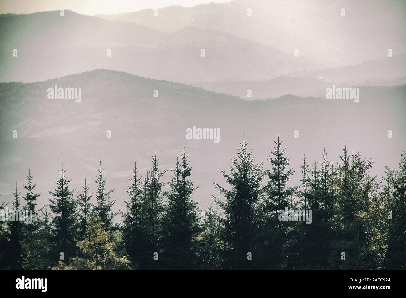 Beautiful Foggy mountain pine tree forests Stock Photo - Alamy