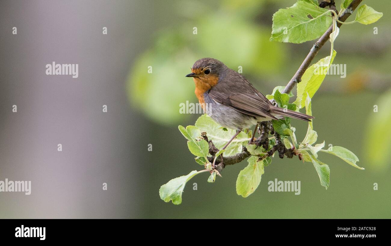Robin (Erithacus rubecula) perching on an apple tree twig. A dear guest when you work in the garden. Stock Photo