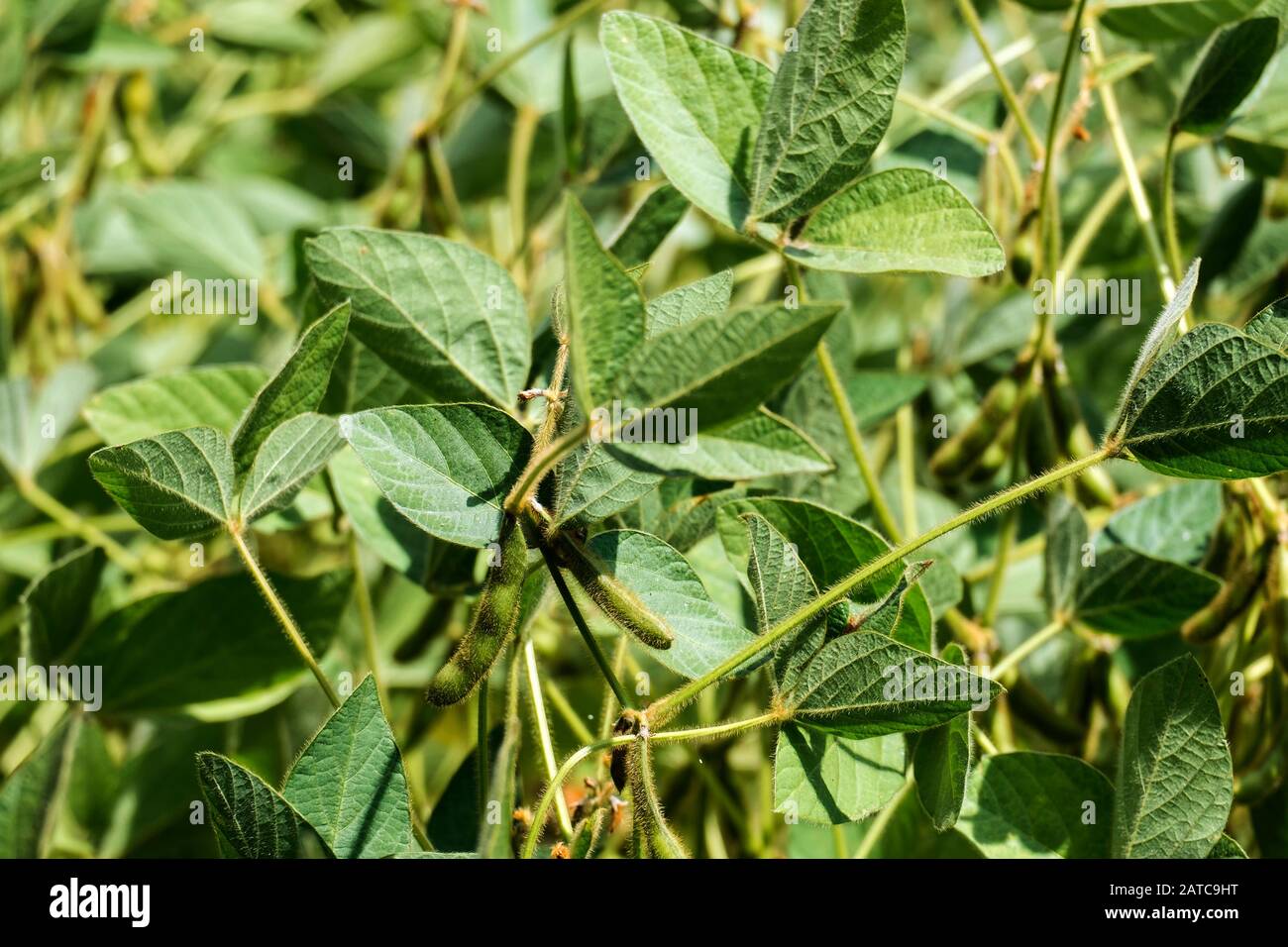 Soybeans in pods grow on an agricultural field (Glycine max) Stock Photo