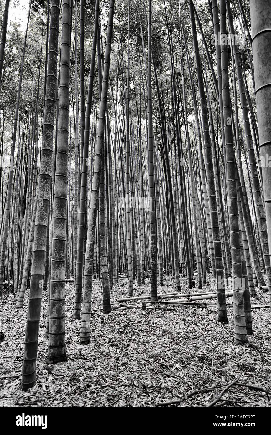 High contrast black white bamboo plants in Bamboo Grove Arashiyama area ...