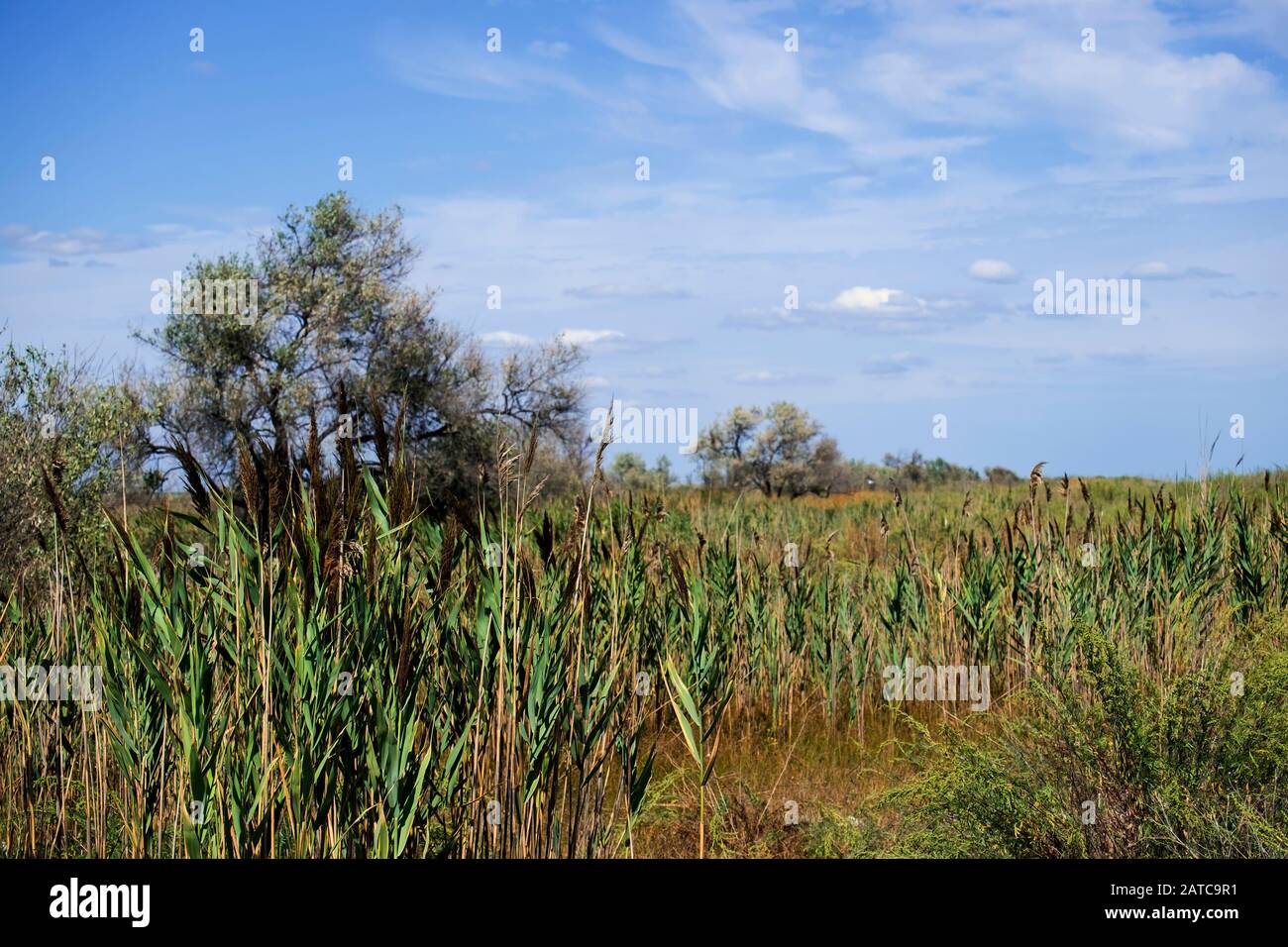 Wetlands in the area Maliy Sasik Lake. Sedge and haze of clouds on a blue sky Stock Photo