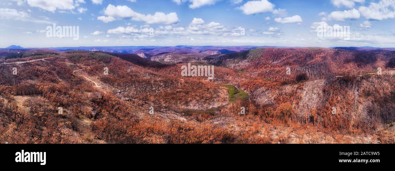 Lagre burnt areas of gum tree woods in Blue Mountains of Australia after devastating bushfires. Wide aerial panorama over canyon and brown tree canopi Stock Photo