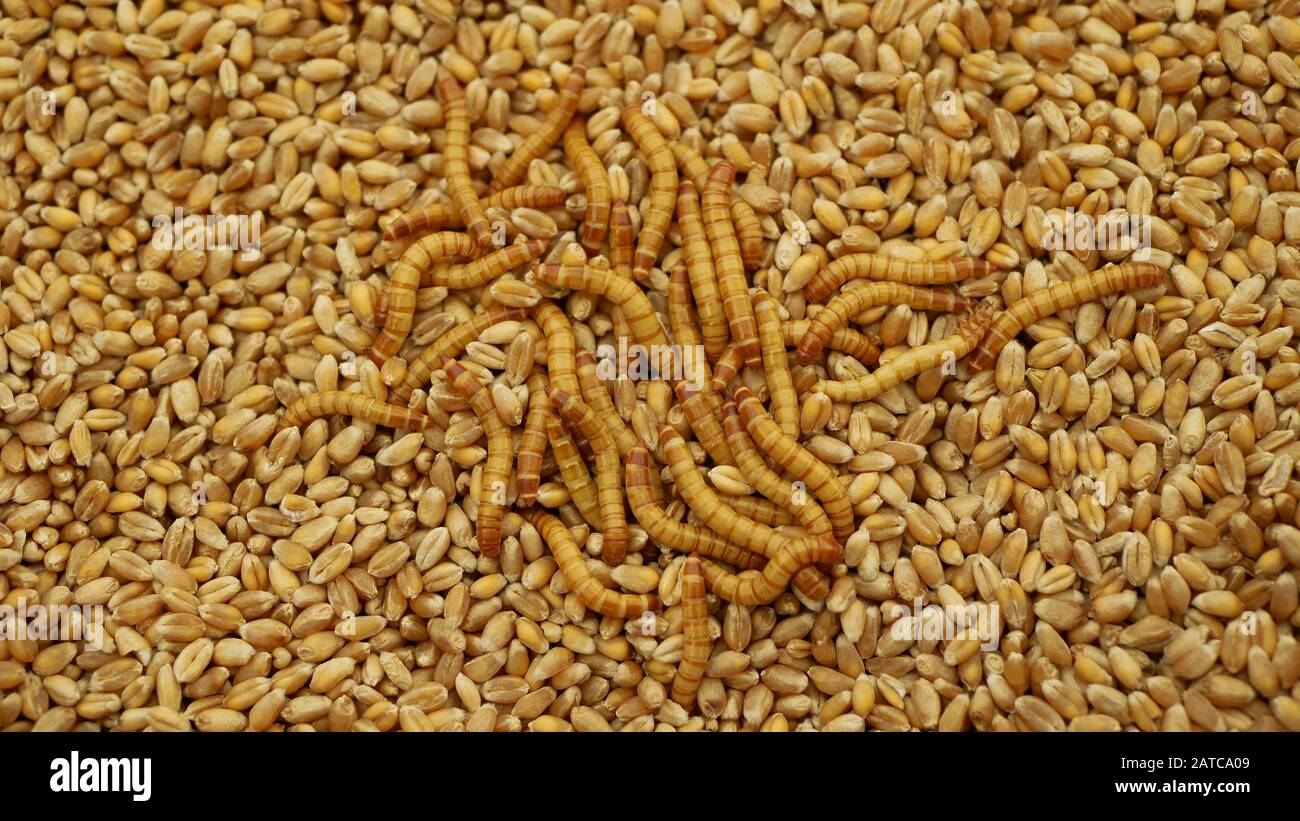 Mealworm larvae Tenebrio molitor pest worm larva white meal on grain wheat and barley cereal, oats rye. Darkling beetle very widespread parasite Stock Photo