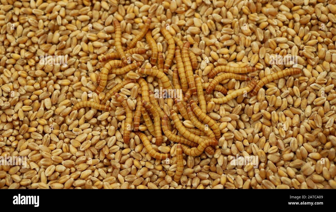 Mealworm larvae Tenebrio molitor pest worm larva white meal on grain