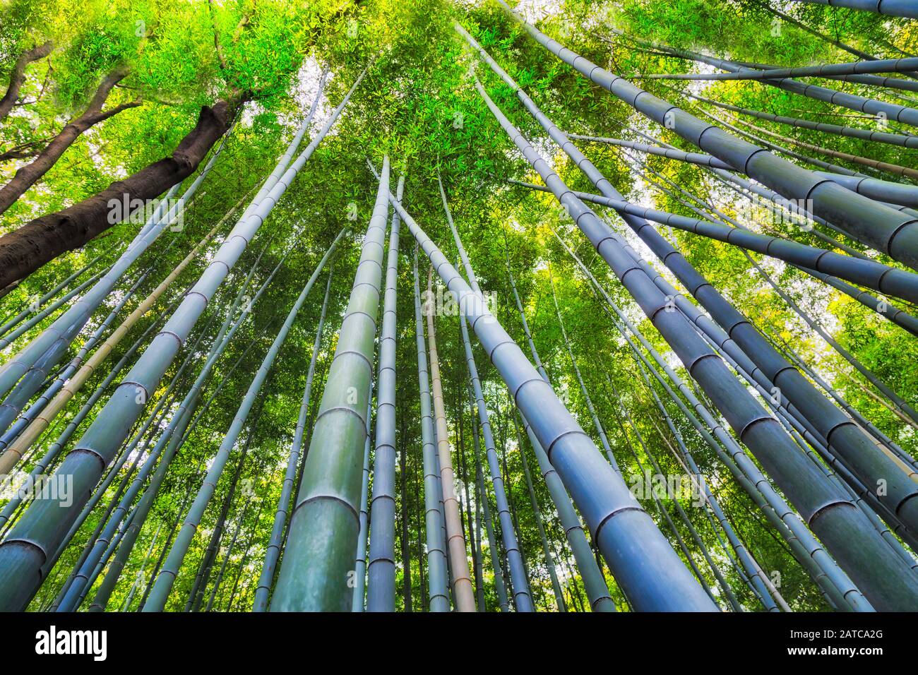 Green sprouts of bamboo plants in Bamboo grove of Kyoto city, Japan