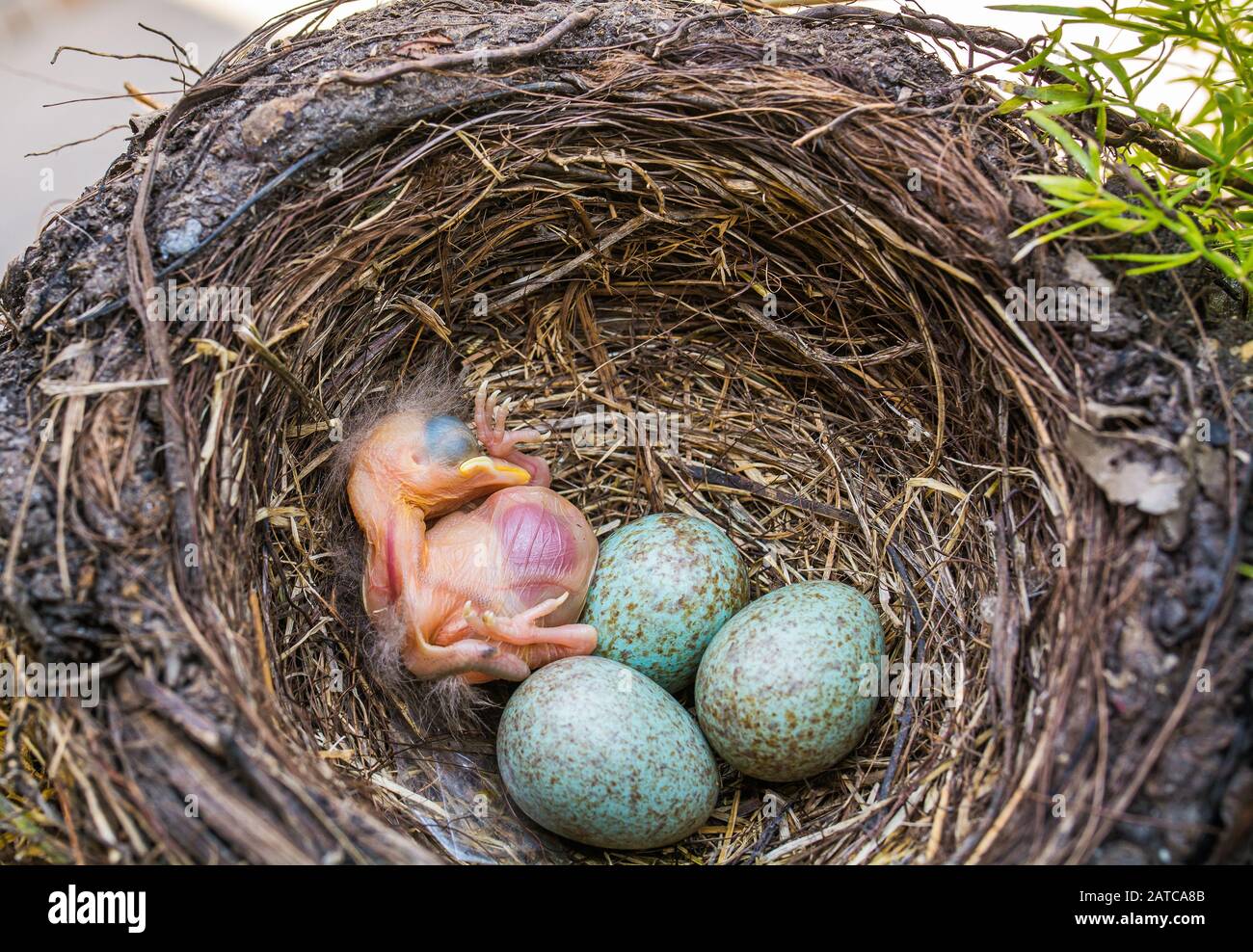 newborn baby blackbird in the nest. young bird newborn and eggs in the nest - Turdus merula. Common Blackbird Stock Photo