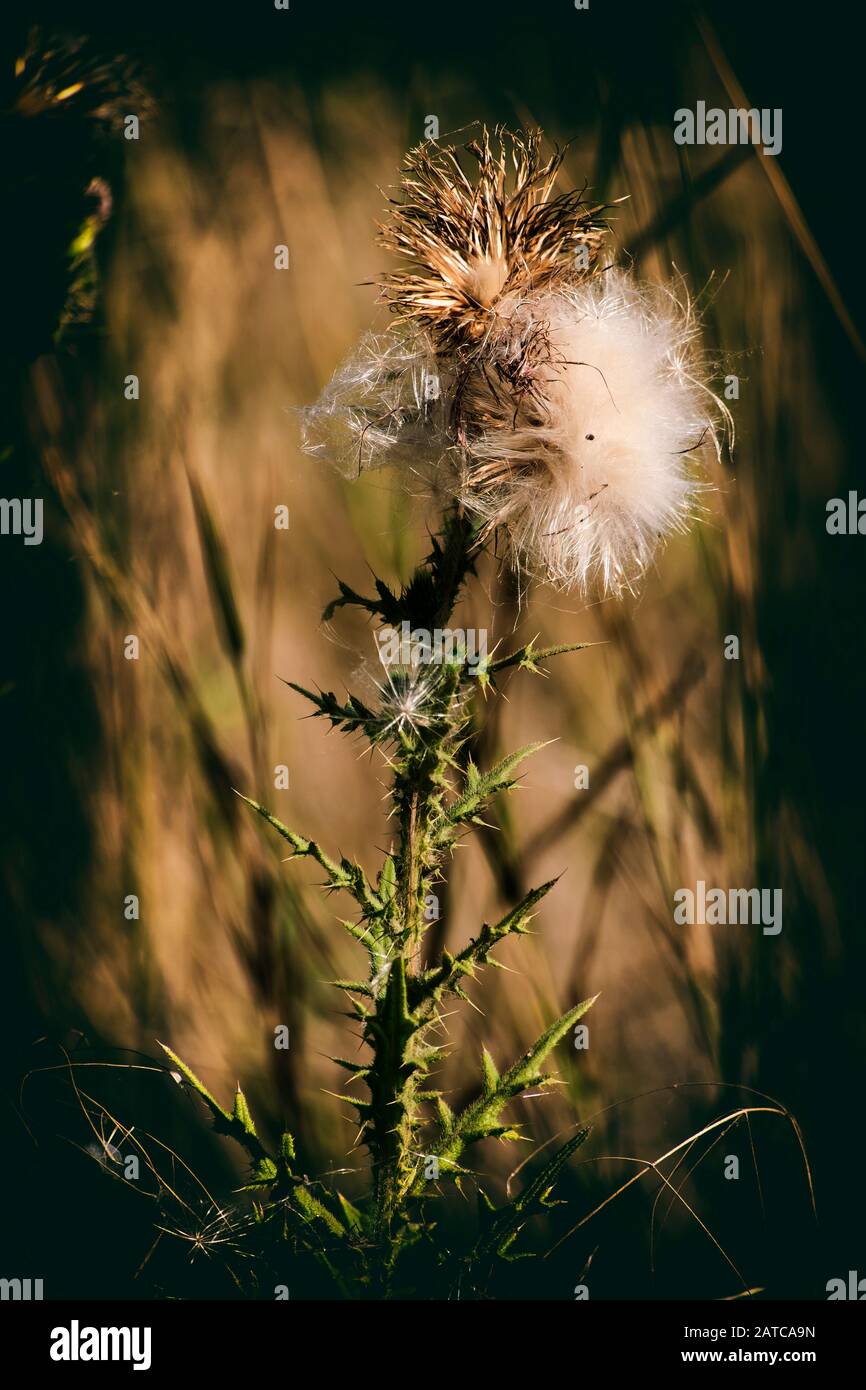 Deflorate flower of welted thistle (Carduus acanthoides) Stock Photo