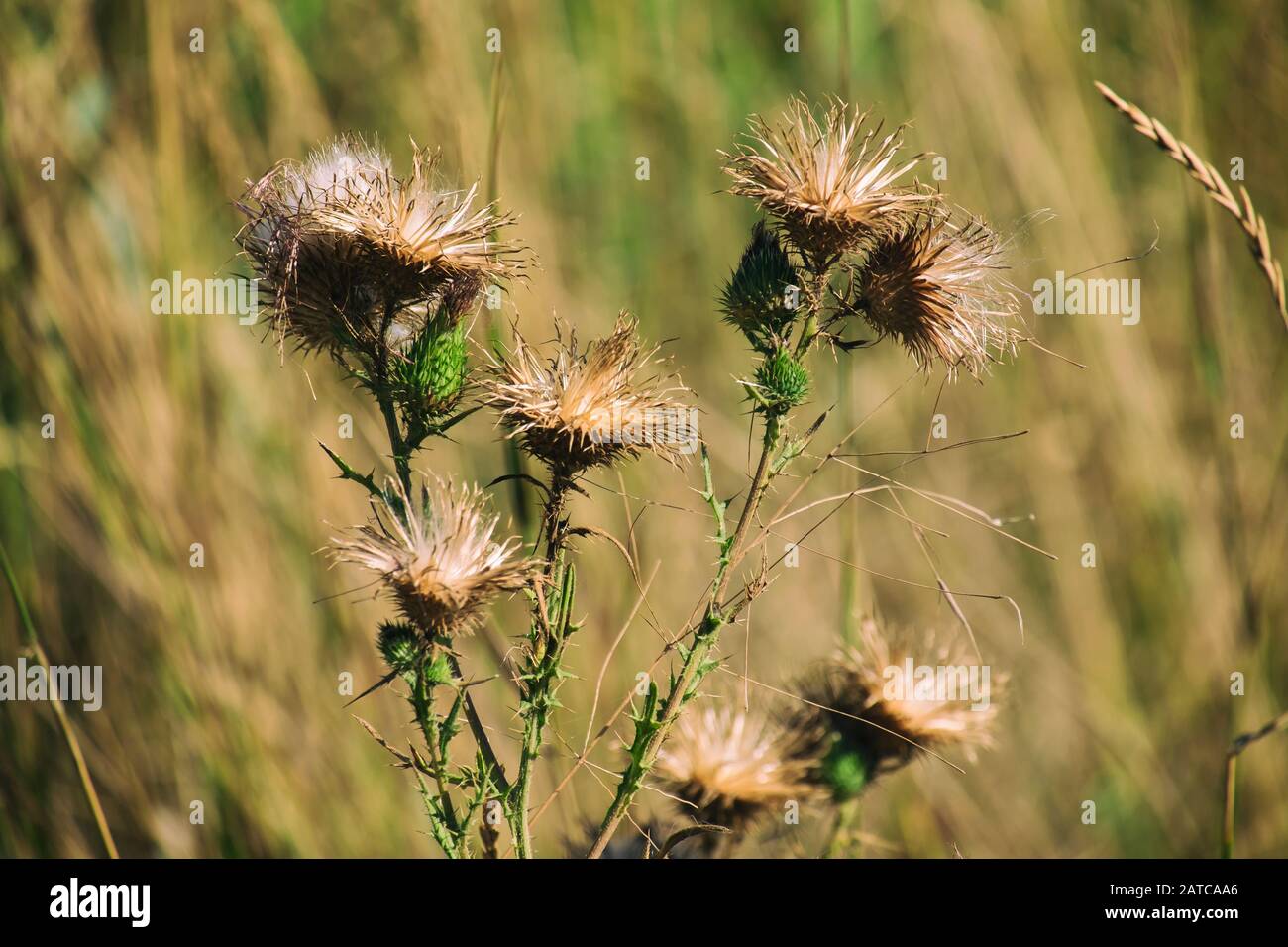 Deflorate flower of welted thistle (Carduus acanthoides) Stock Photo