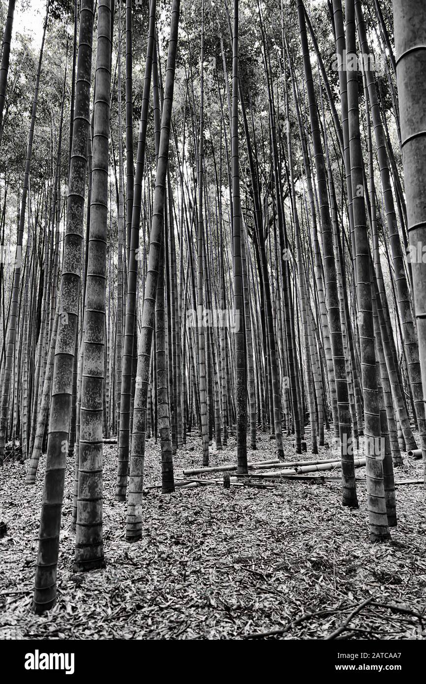 Black and white bamboo hires stock photography and images Alamy