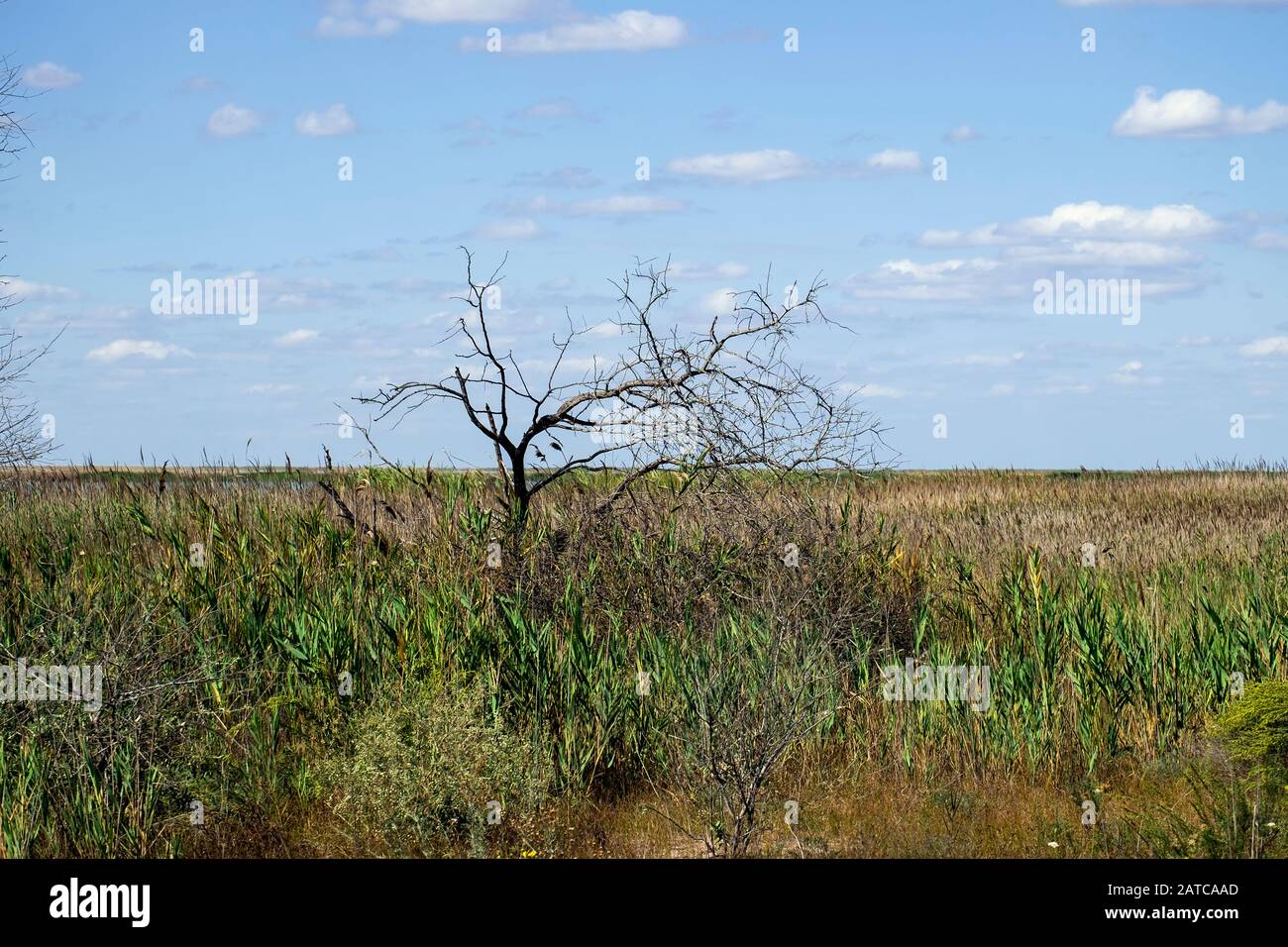Dry tree against blue sky. Wetlands in the area Maliy Sasik Lake Stock Photo