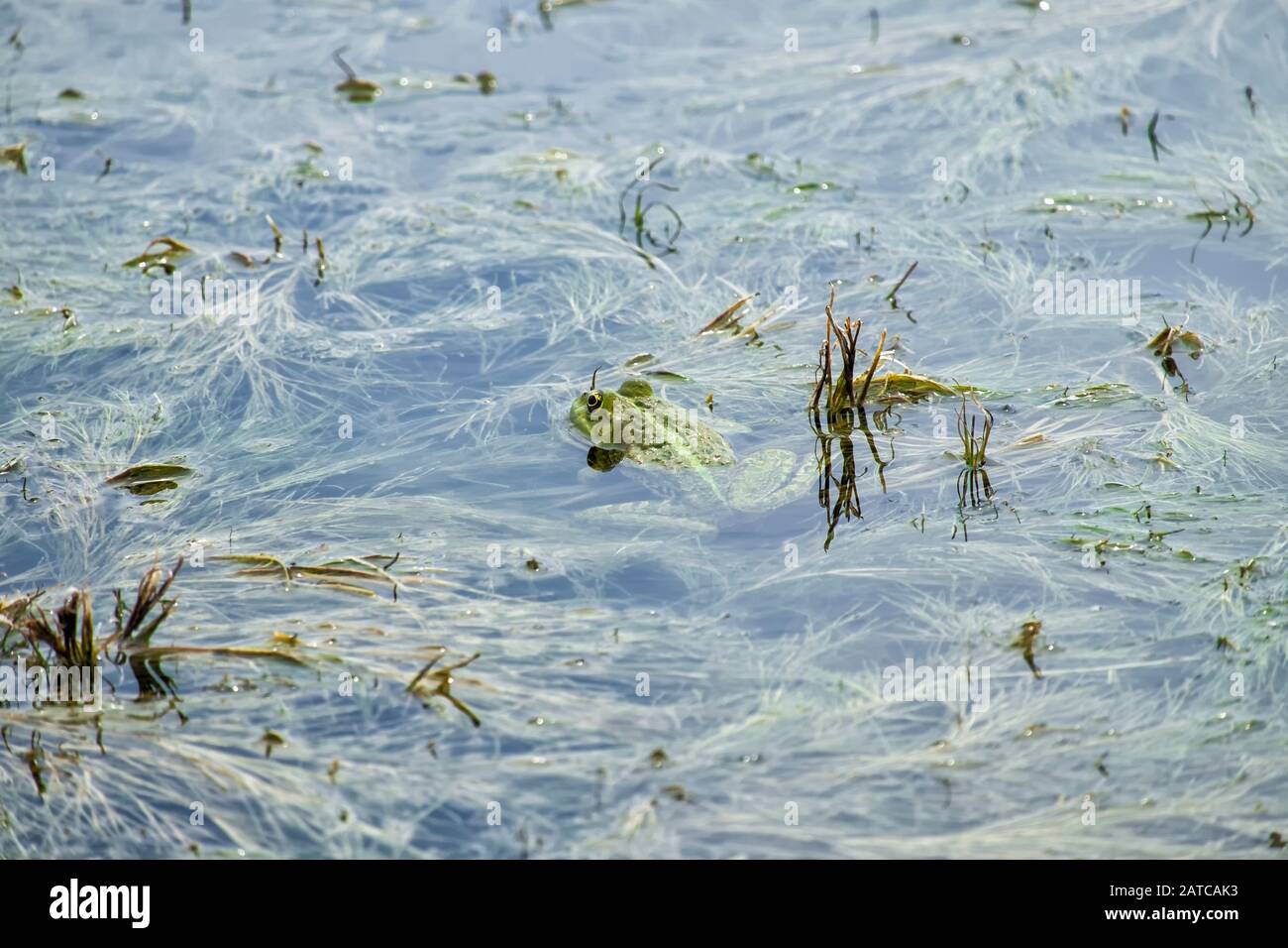 Green marsh frog hiding in a lake overgrown with algae (Pelophylax ridibundus) Stock Photo