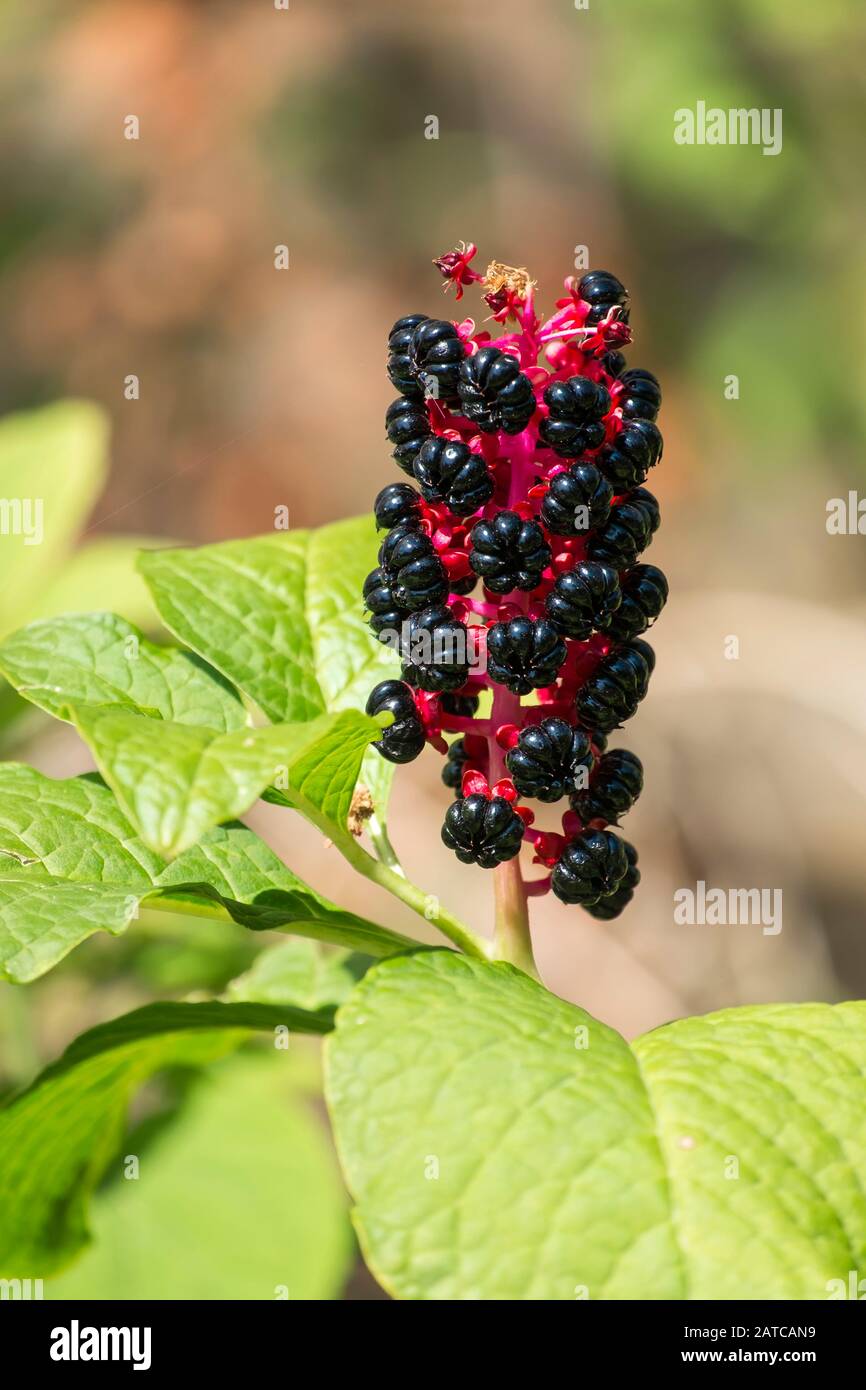 Indian pokeweed or pokebush. Berries of poke sallet (Phytolacca acinosa) Stock Photo