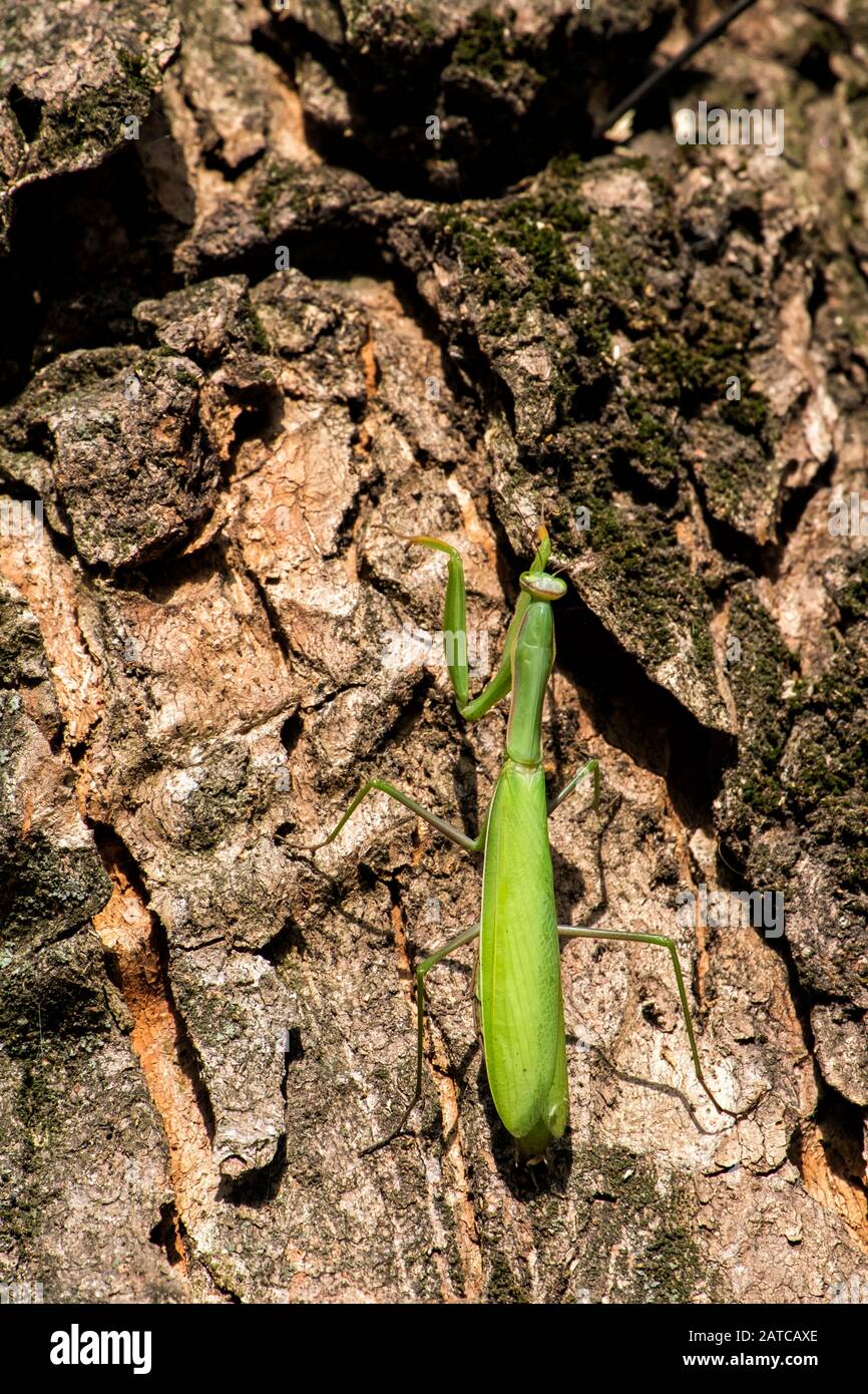 Praying mantis crawling hi-res stock photography and images - Alamy