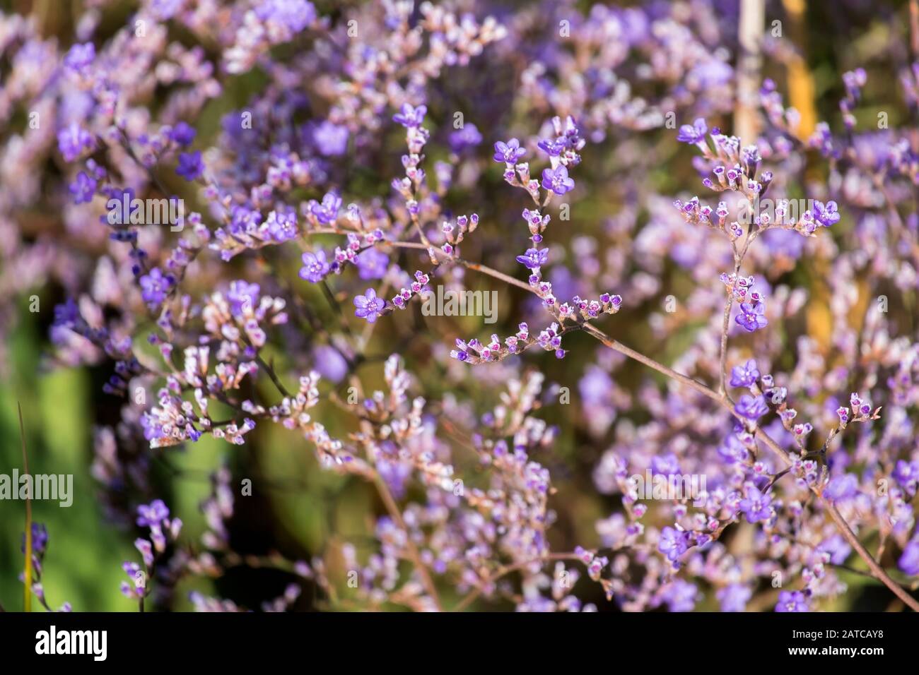 Purple flowers of statice (Limonium gmelinii) Stock Photo