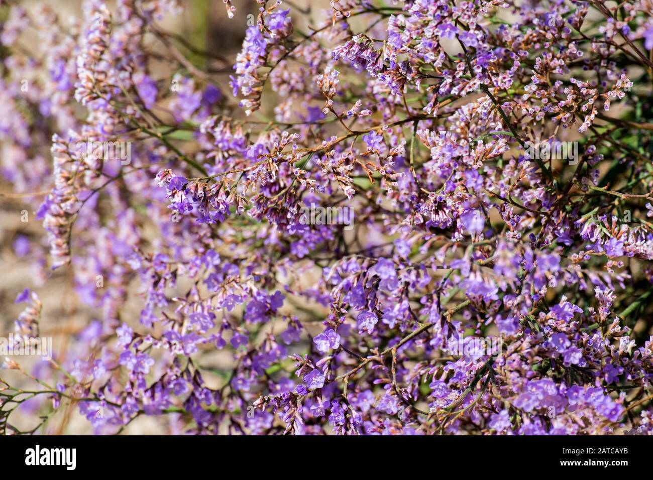 Purple flowers of caspia (Limonium gmelinii) Stock Photo