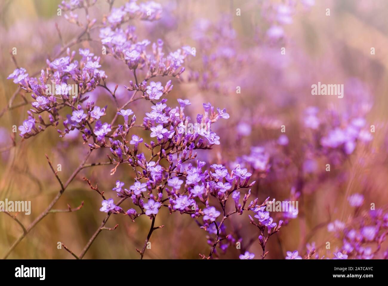 Purple flowers of marsh rosemary (Limonium gmelinii) Stock Photo