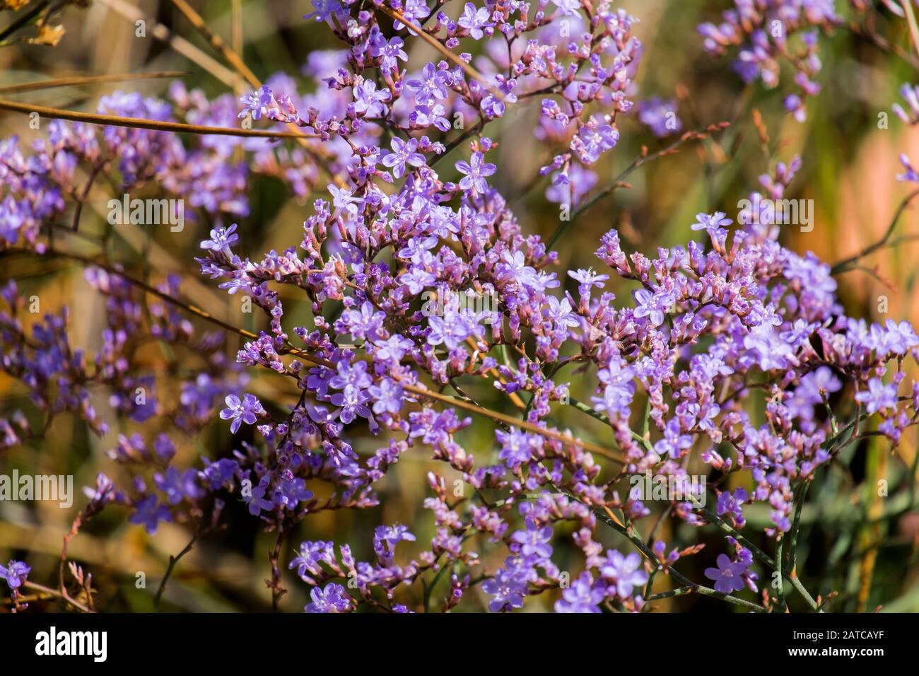 Purple flowers of statice (Limonium gmelinii) Stock Photo