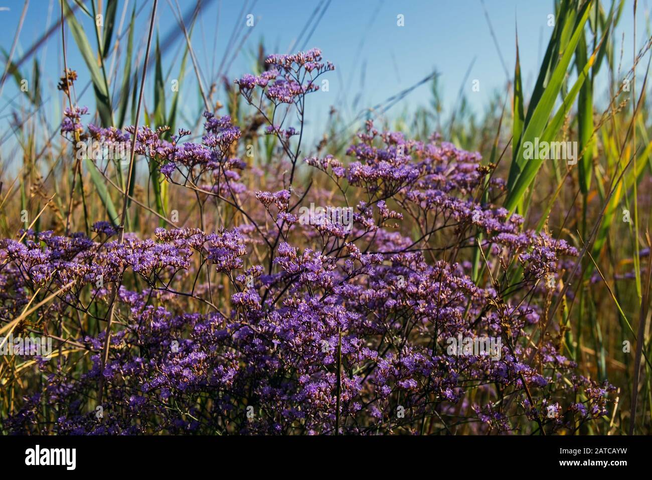 Purple flowers of sea-lavender (Limonium gmelinii) Stock Photo