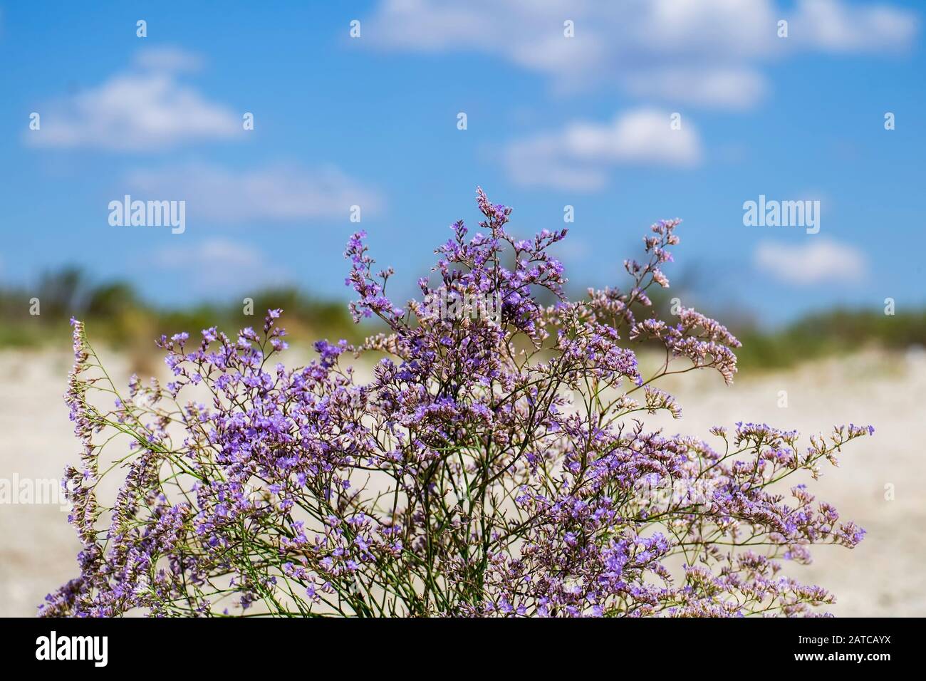 Purple flowers of sea-lavender (Limonium gmelinii) Stock Photo