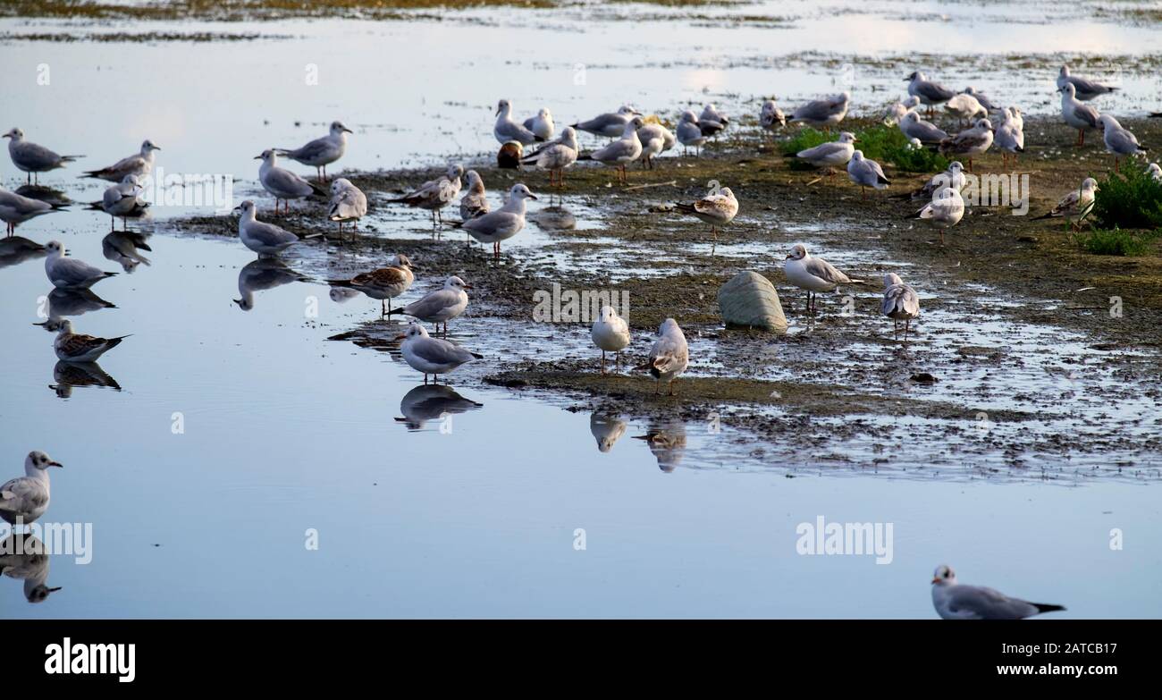Seagulls are sitting in shallow water of Maliy Sasik Lake (Tuzlovski Lagoons National Park) Stock Photo