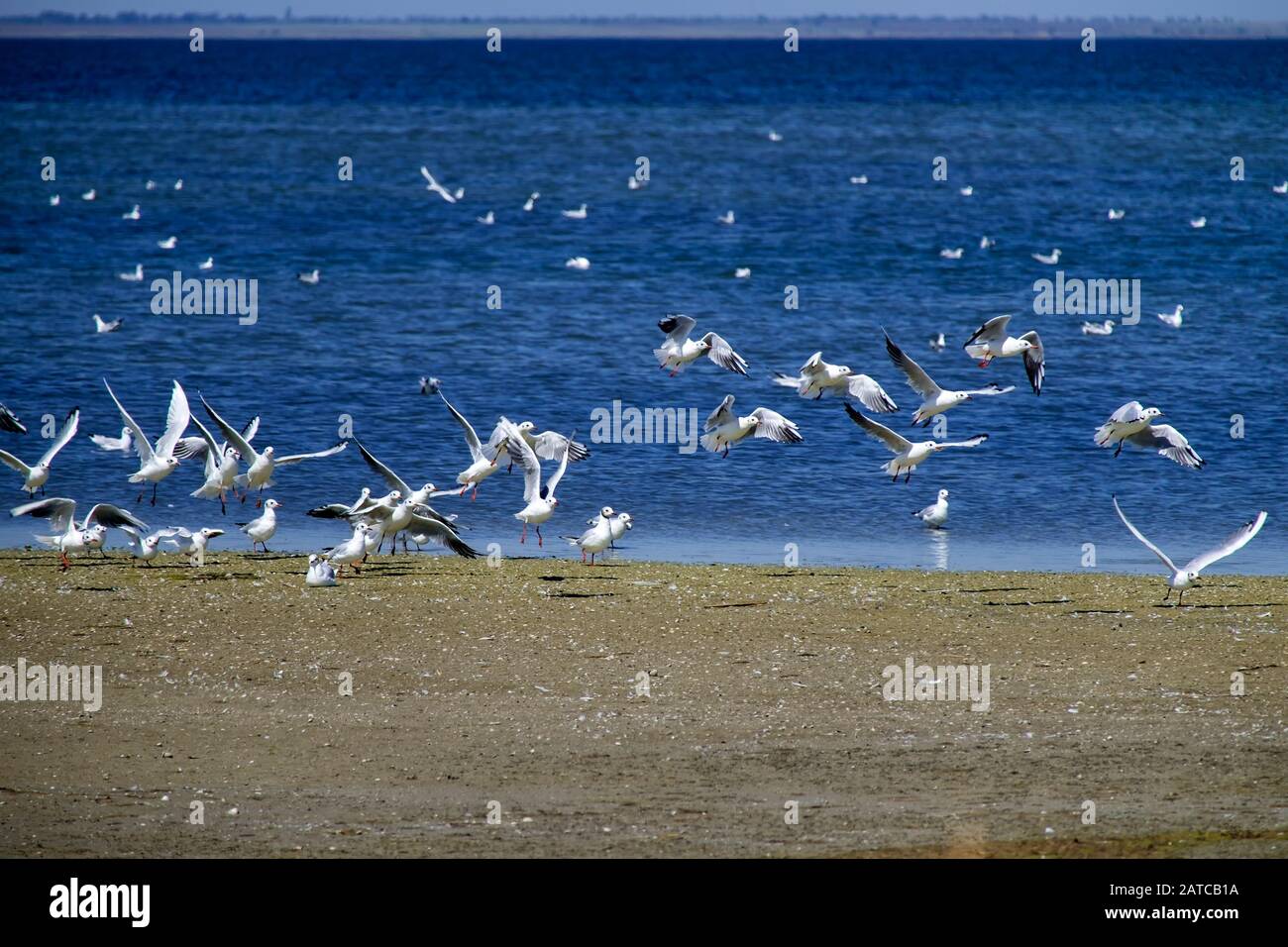 Seagulls take off from the shore of the Shahany Lagoon (Tuzlovski Lagoons National Park) Stock Photo