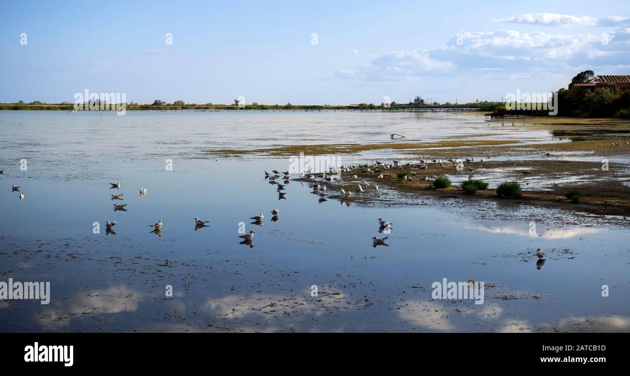 Shallow water on Maliy Sasik Lake. Small cluster of seagulls on Maliy Sasik Lake Stock Photo