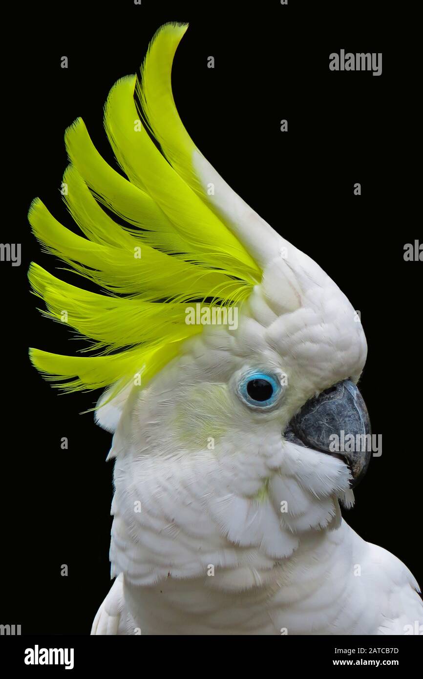 Portrait of a Yellow-crested cockatoo, Indonesia Stock Photo