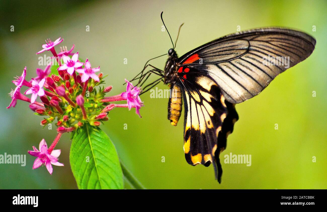Butterfly on flower, South Africa Stock Photo