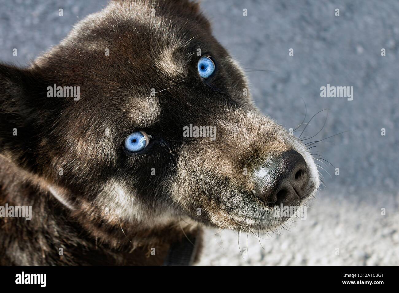 Close up portrait of the head of a stray dog, mulatto, inherited Husky eyes of ice blue color, looking up at the camera in high angle view image. Stock Photo