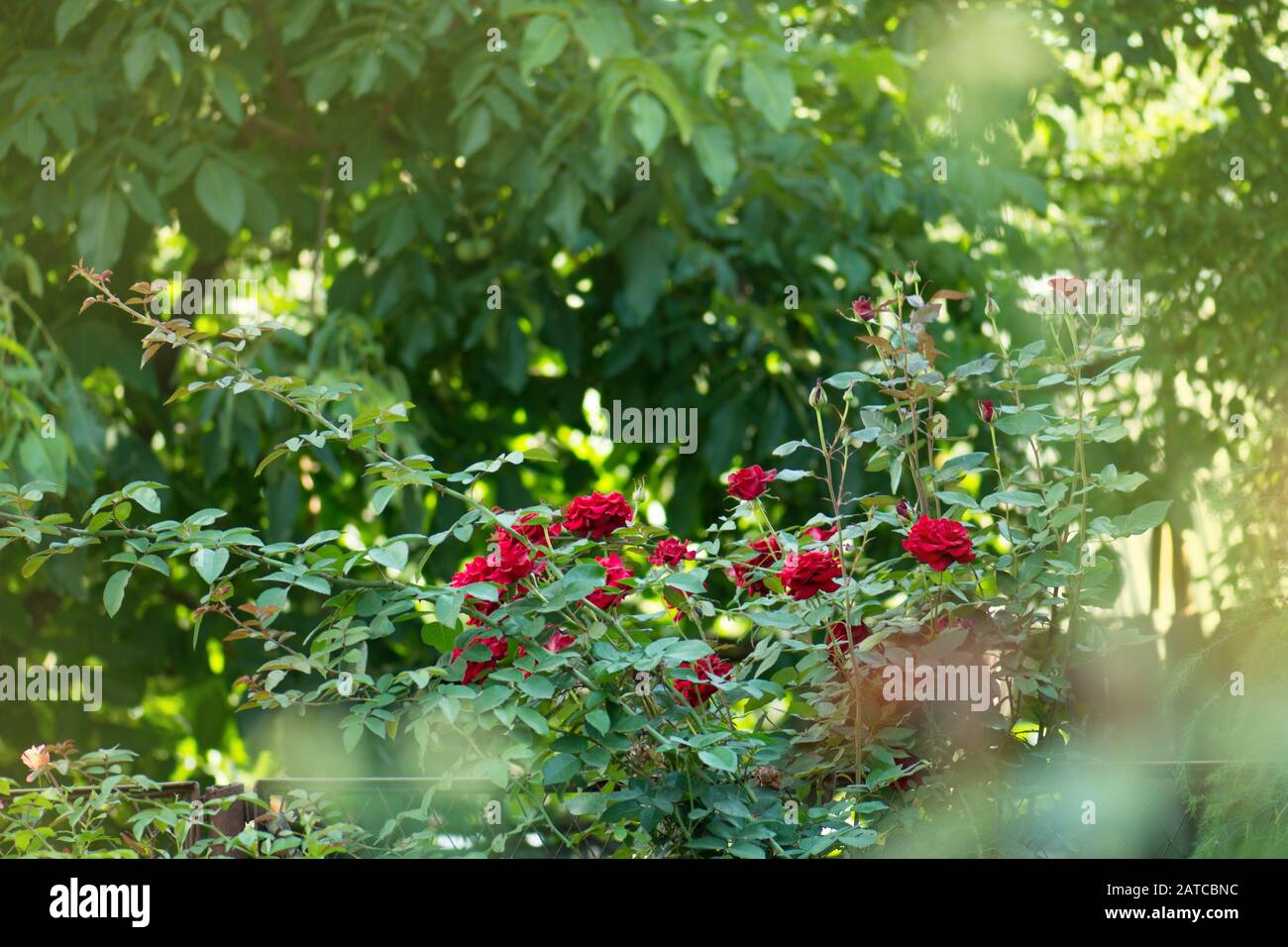 Selecting and planting roses. Old garden red roses. Rose in the garden ...