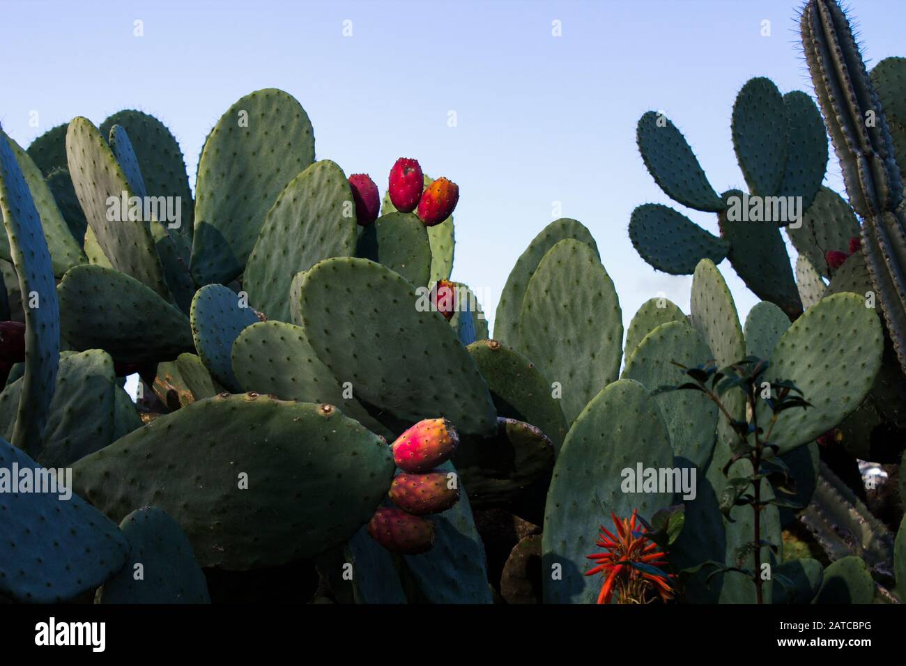 Still life image of prickly pear fruits and leaves of various cactus plants. Concept for gardens in temperate climate. Stock Photo