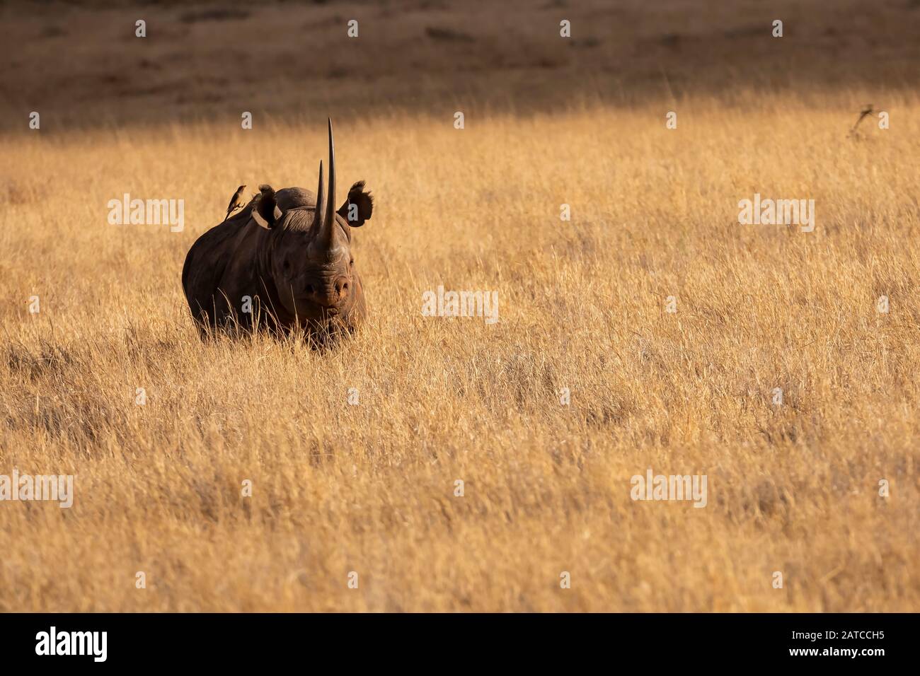 Black Rhinoceros (Diceros bicornis) male feeding on the savannah in Lewa Wildlife Conservancy, Kenya Stock Photo