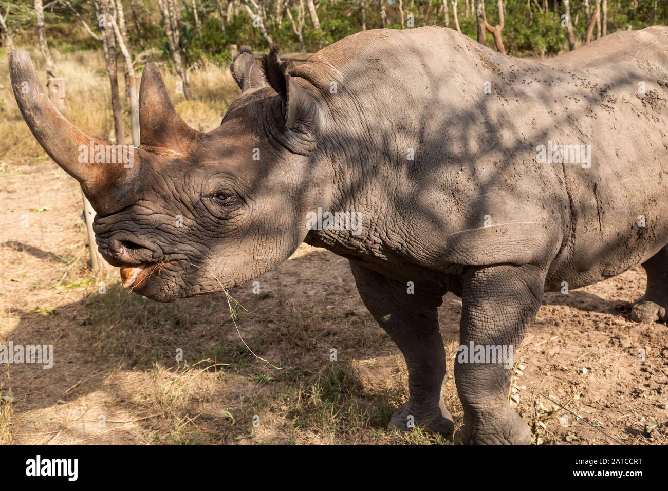 Black Rhinoceros (Diceros bicornis) portrait of male Barraka in the Endangered Species Enclosure, Ol Pejeta Conservancy, Kenya Stock Photo
