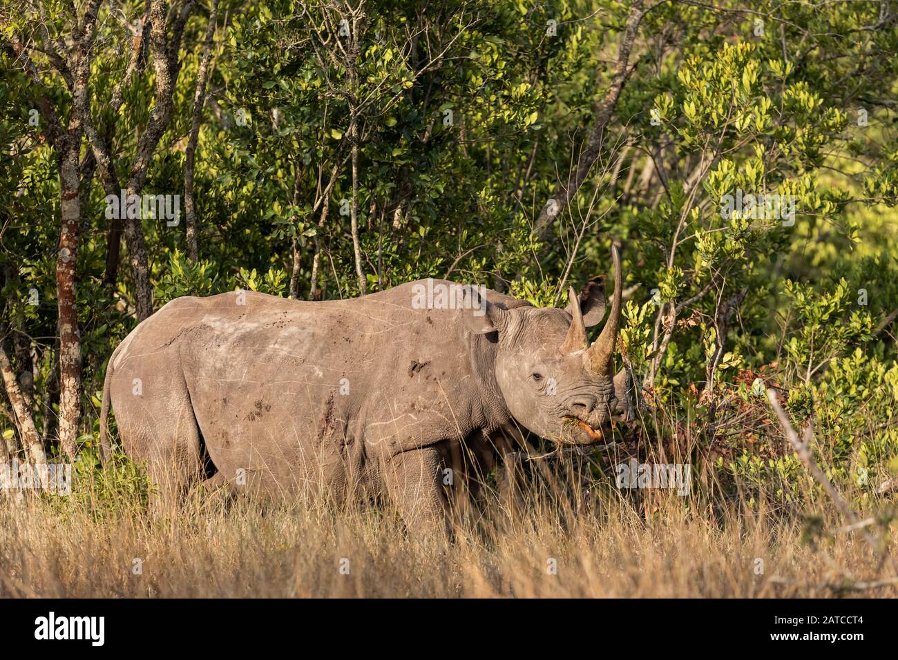 Black Rhinoceros (Diceros bicornis) mother and calf feeding in Ol Pejeta Conservancy, Kenya Stock Photo
