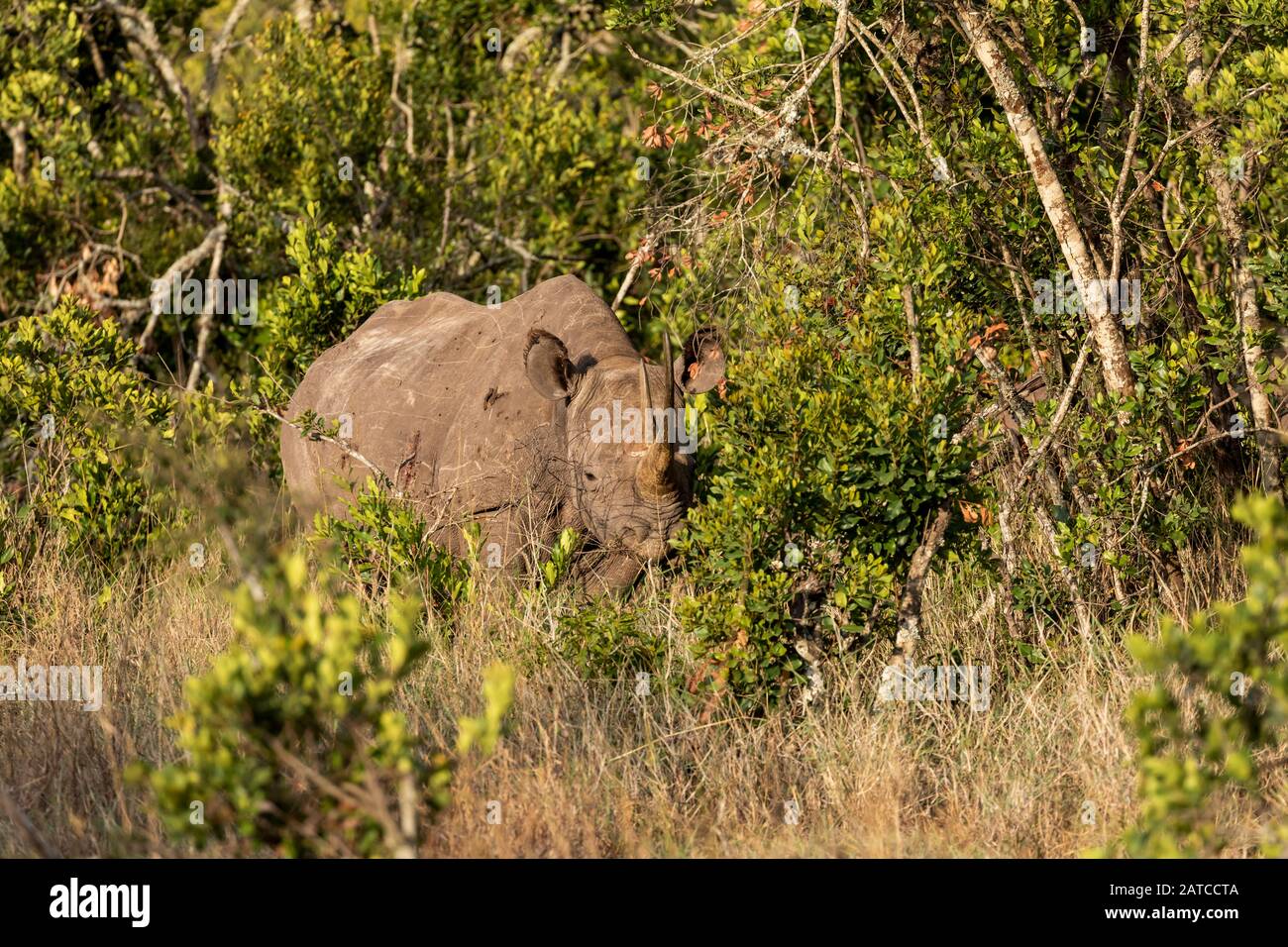 Black Rhinoceros (Diceros bicornis) mother and calf feeding in Ol Pejeta Conservancy, Kenya Stock Photo