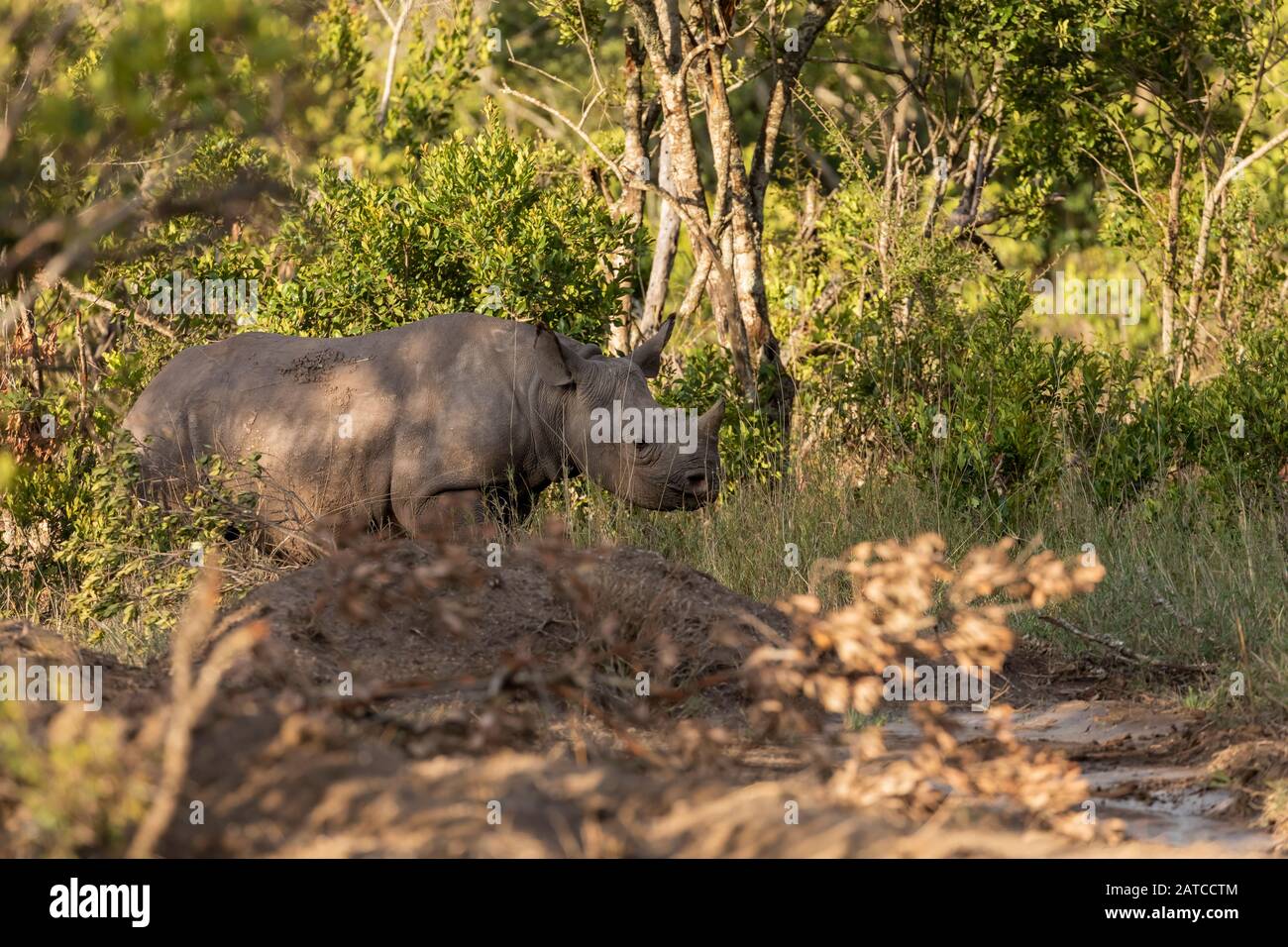 Black Rhinoceros (Diceros bicornis) calf feeding in the brush in Ol Pejeta Conservancy, Kenya Stock Photo