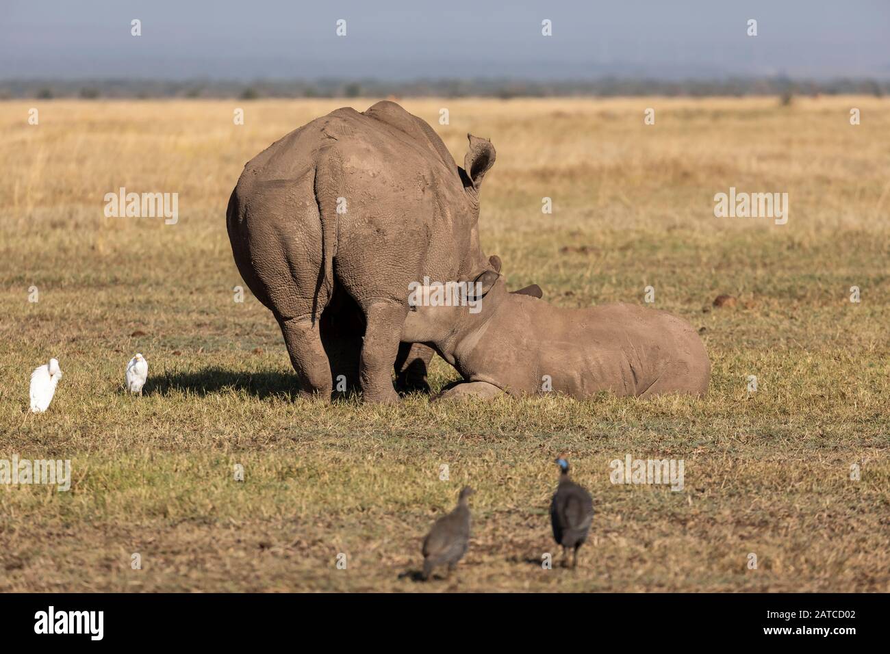 Southern White Rhinoceros (Ceratotherium simum simum) calf nursing on the savannah in Ol Pejeta Conservancy, Kenya Stock Photo