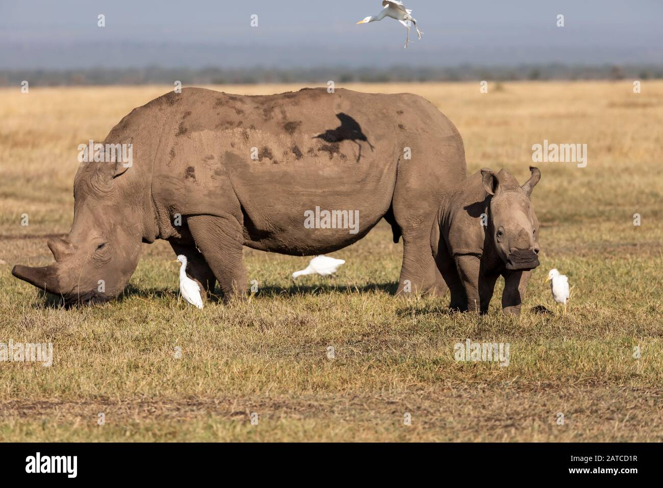 Southern White Rhinoceros (Ceratotherium simum simum) mother and calf on the savannah in Ol Pejeta Conservancy, Kenya Stock Photo