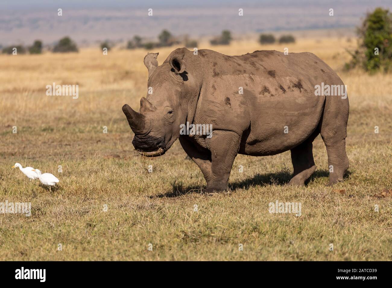 Southern White Rhinoceros (Ceratotherium simum simum) eating on the savannah in Ol Pejeta Conservancy, Kenya Stock Photo