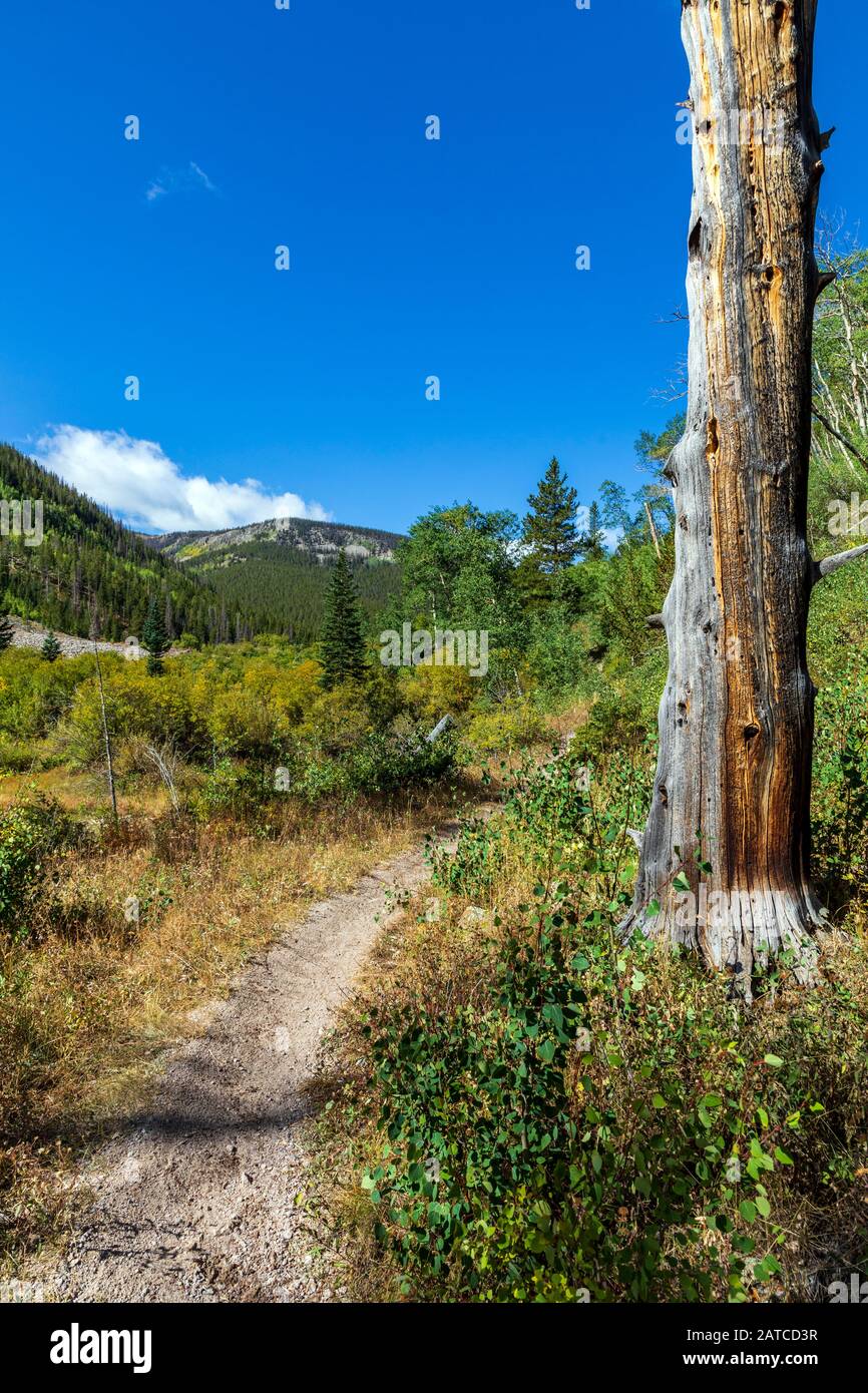 Silver Creek Trail; San Isabel National Forest; Rocky Mountains; Colorado; USA Stock Photo