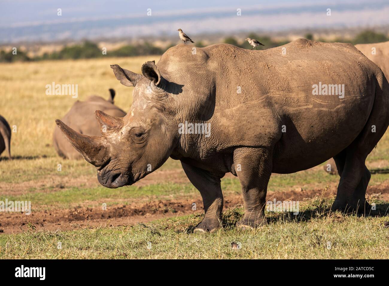 Southern White Rhinoceros (Ceratotherium simum simum) on the savannah in Ol Pejeta Conservancy, Kenya Stock Photo