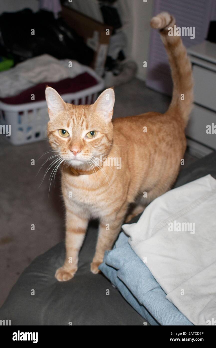 Kitty Taking a Stand Stock Photo Alamy