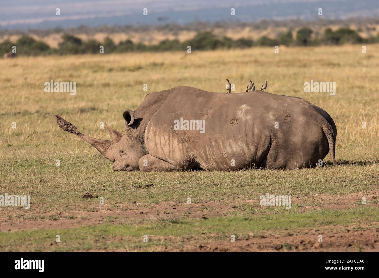 Southern White Rhinoceros (Ceratotherium simum simum) adult resting on the savannah in Ol Pejeta Conservancy, Kenya Stock Photo