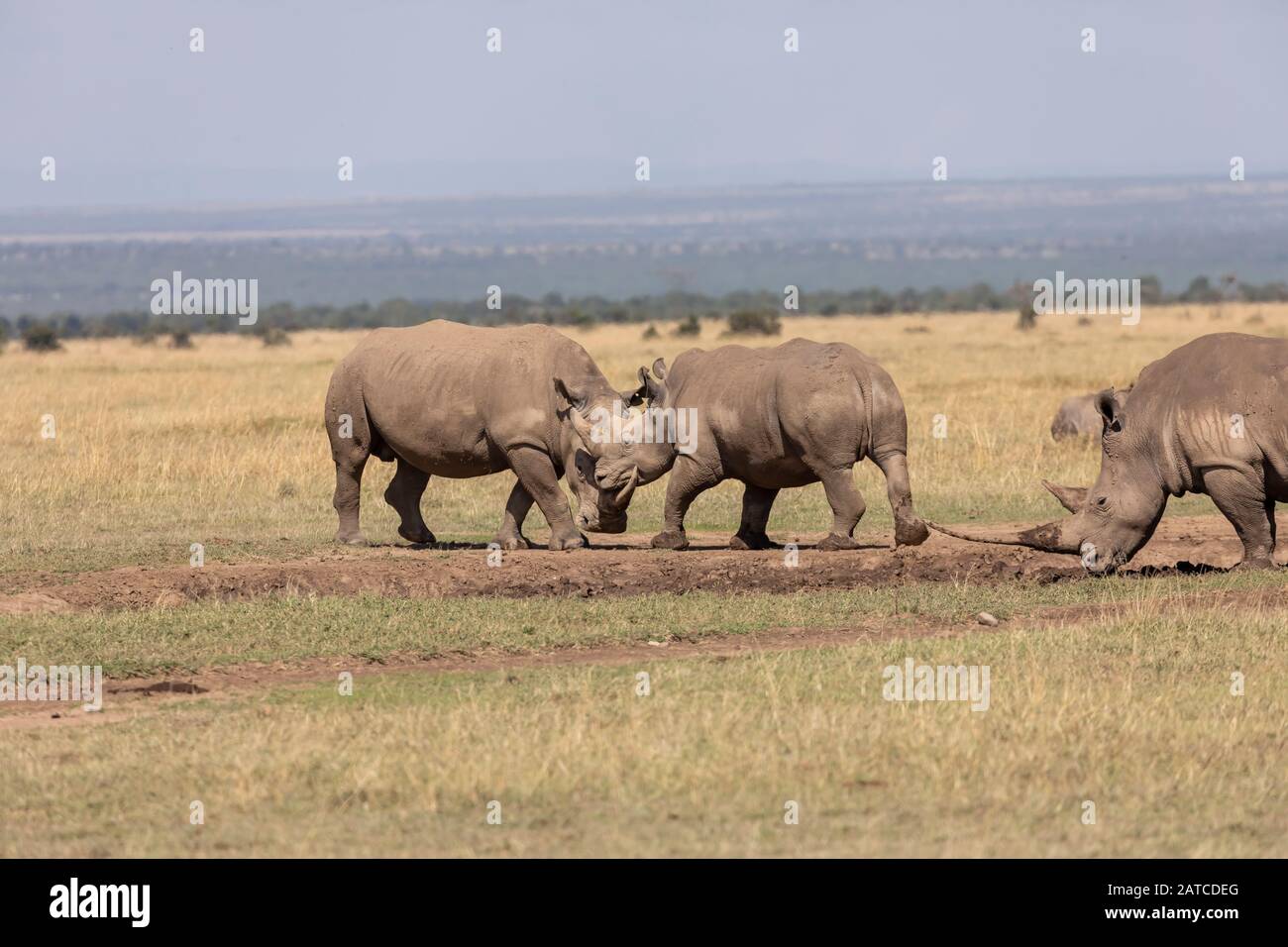Southern White Rhinoceros (Ceratotherium simum simum) play fighting in Ol Pejeta Conservancy, Kenya Stock Photo