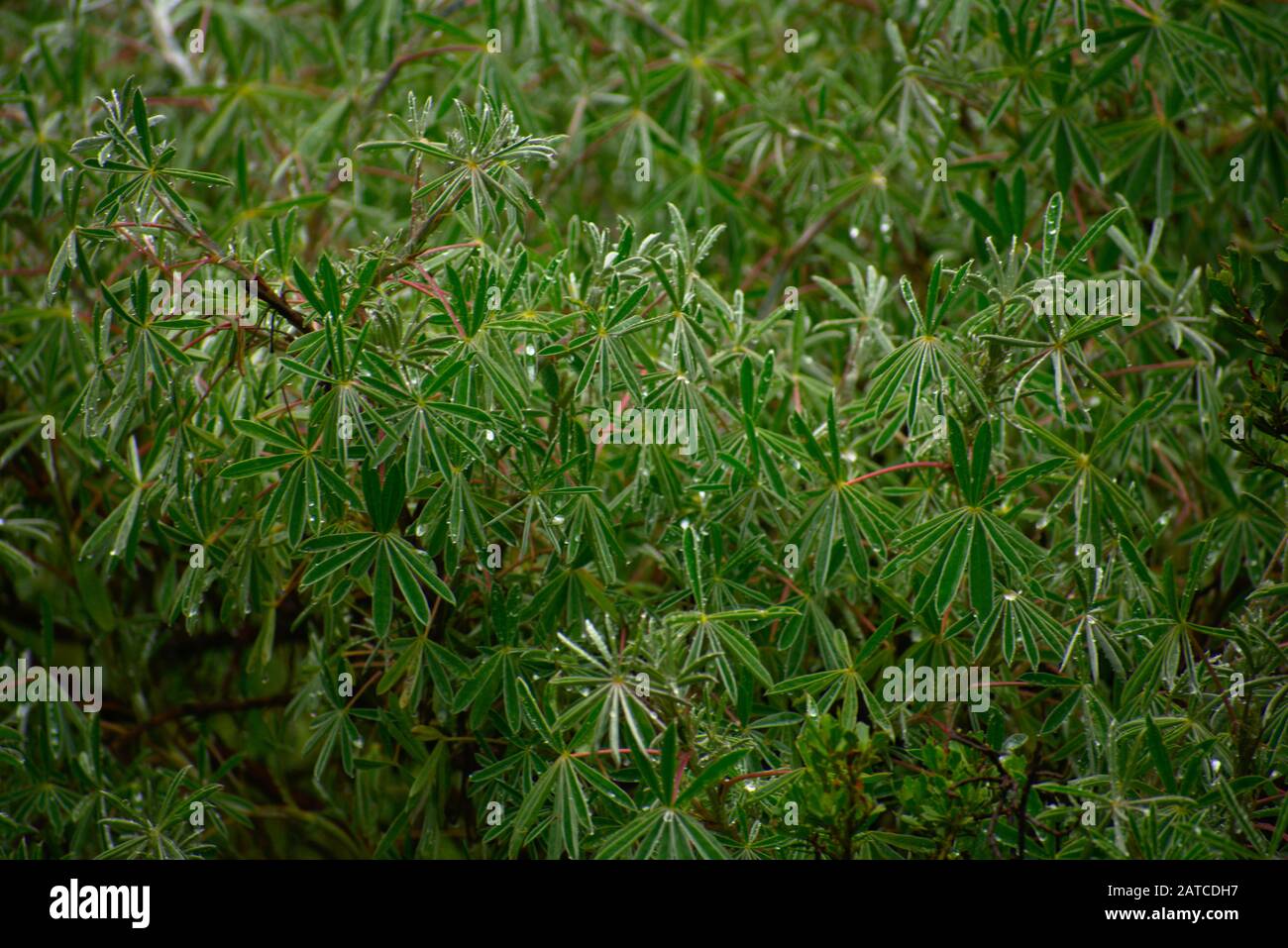 Lupinus microphyllus growing in Huascarán National Park Stock Photo